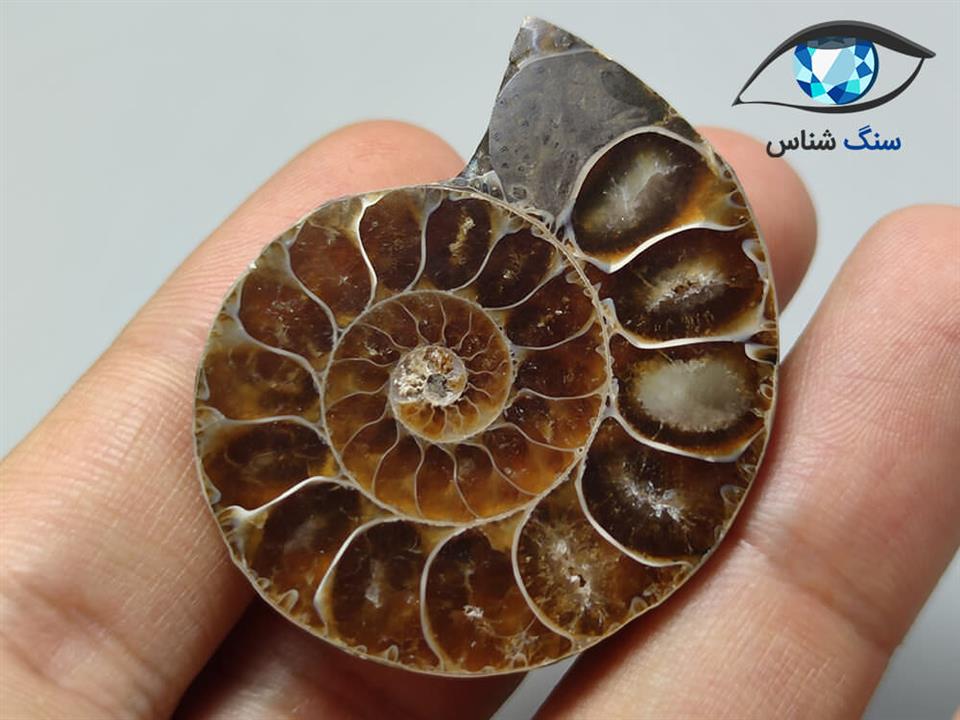 فسیل آمونیت زیبا 21 گرم